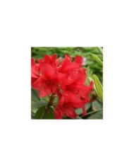 Rhododendron 'Vulcan's Flame' (dogtooth77 / flickr.com)