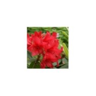 Rhododendron 'Vulcan's Flame' (dogtooth77 / flickr.com)