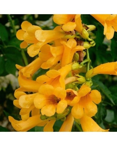 Bignone Golden  trumpet® 'Mincamja3'