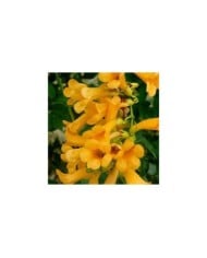 Bignone Golden  trumpet® 'Mincamja3'