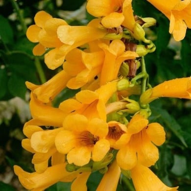 Bignone Golden  trumpet® 'Mincamja3'