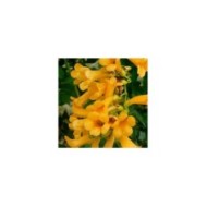 Bignone Golden  trumpet® 'Mincamja3'