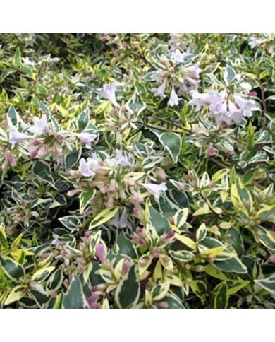 Abélia grandiflora ‘Hopleys’ (Globe Planter)