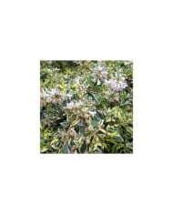 Abélia grandiflora ‘Hopleys’ (Globe Planter)
