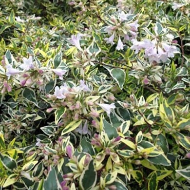 Abélia grandiflora ‘Hopleys’ (Globe Planter)