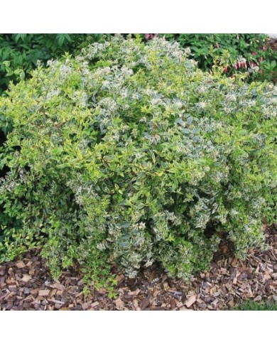 Abelia × grandiflora Hopleys 'COV' (Globe Planter)