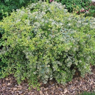 Abelia × grandiflora Hopleys 'COV' (Globe Planter)