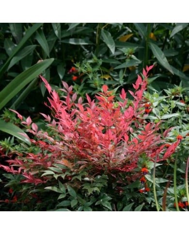 Nandina domestica Obsessed 'Seika'