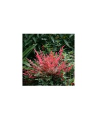Nandina domestica Obsessed 'Seika'