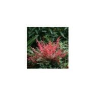 Nandina domestica Obsessed 'Seika'