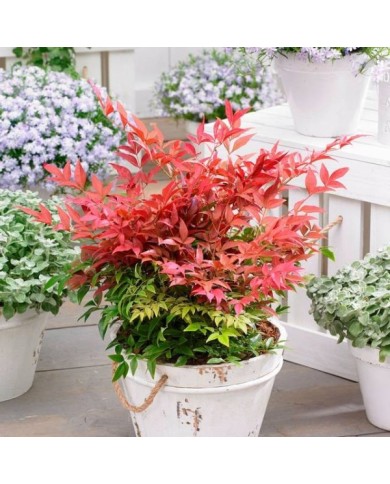 Nandina domestica Obsessed 'Seika' en pot