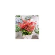 Nandina domestica Obsessed 'Seika' en pot