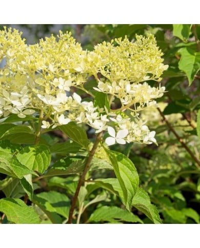 Hydrangea paniculata 'Phantom'  (F. D. Richards)