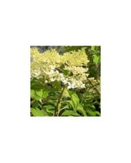 Hydrangea paniculata 'Phantom'  (F. D. Richards)