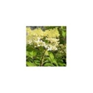 Hydrangea paniculata 'Phantom'  (F. D. Richards)