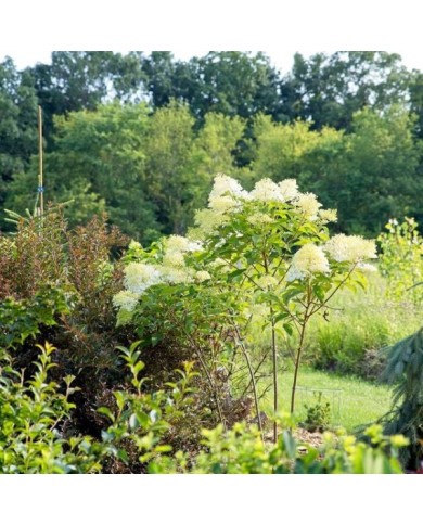 Hydrangea paniculata 'Phantom' (F. D. Richards)