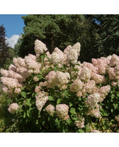 Hydrangea paniculata 'Phantom' - fin de floraison (Peter / Adobe Stock)