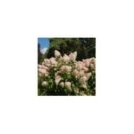 Hydrangea paniculata 'Phantom' - fin de floraison (Peter / Adobe Stock)