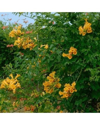 Bignone Golden  trumpet® 'Mincamja3'