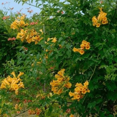 Bignone Golden  trumpet® 'Mincamja3'