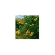 Bignone Golden  trumpet® 'Mincamja3'