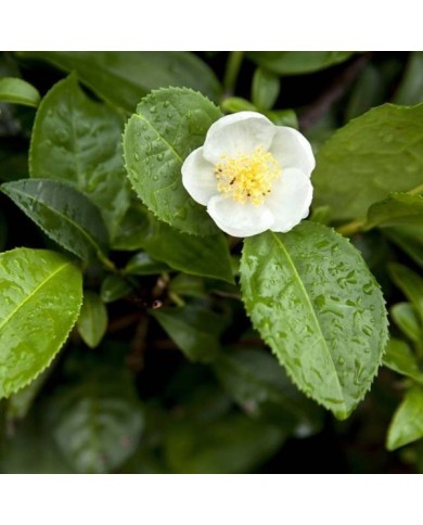 Théier ThéOJardin® (Camellia sinensis) (VERDIA)