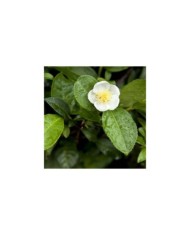 Théier ThéOJardin® (Camellia sinensis) (VERDIA)