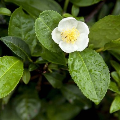Théier ThéOJardin® (Camellia sinensis) (VERDIA)