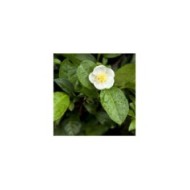 Théier ThéOJardin® (Camellia sinensis) (VERDIA)