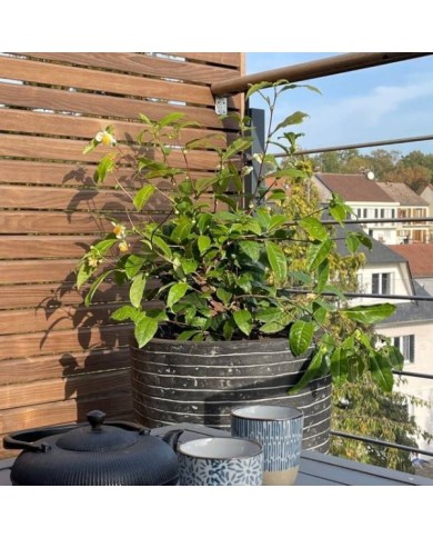 Théier ThéOJardin® (Camellia sinensis) (VERDIA)