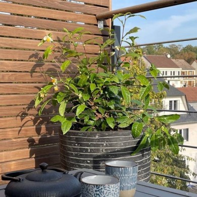 Théier ThéOJardin® (Camellia sinensis) (VERDIA)
