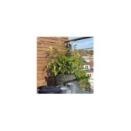 Théier ThéOJardin® (Camellia sinensis) (VERDIA)