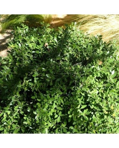 Houx à feuilles de buis nain - Ilex vomitoria 'Nana' (Krzysztof Ziarnek - Kenraiz / Wikimedia)