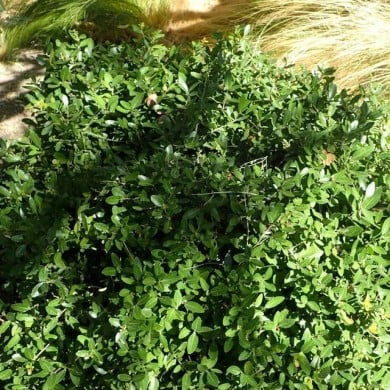 Houx à feuilles de buis nain - Ilex vomitoria 'Nana' (Krzysztof Ziarnek - Kenraiz / Wikimedia)
