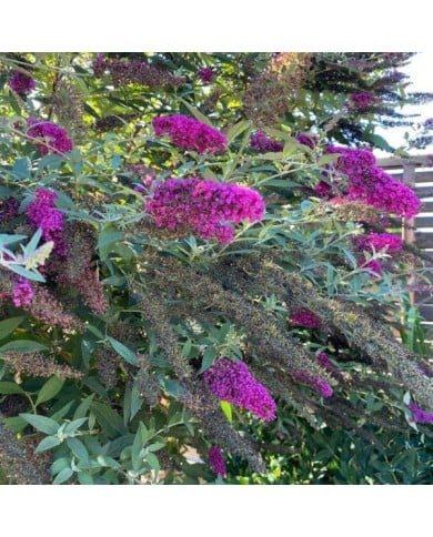 Buddleja davidii 'Nanho Purple' (Tauralbus / flickr.com)
