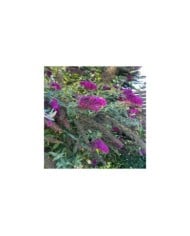Buddleja davidii 'Nanho Purple' (Tauralbus / flickr.com)