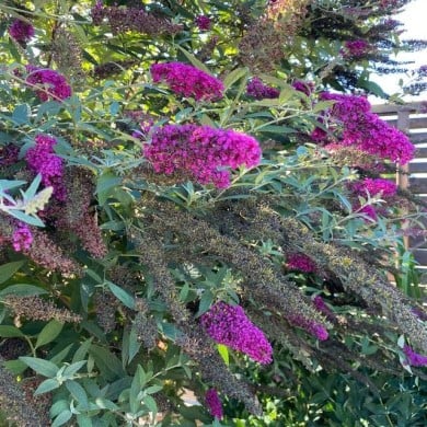 Buddleja davidii 'Nanho Purple' (Tauralbus / flickr.com)