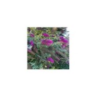 Buddleja davidii 'Nanho Purple' (Tauralbus / flickr.com)