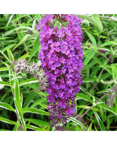 Buddleja davidii 'Nanho Purple' - fleurs (Ptelea / Wikimedia)