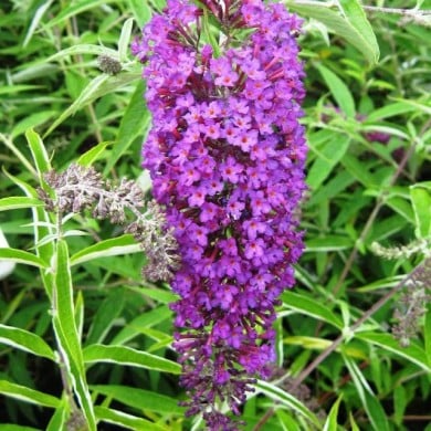 Buddleja davidii 'Nanho Purple' - fleurs (Ptelea / Wikimedia)