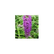 Buddleja davidii 'Nanho Purple' - fleurs (Ptelea / Wikimedia)