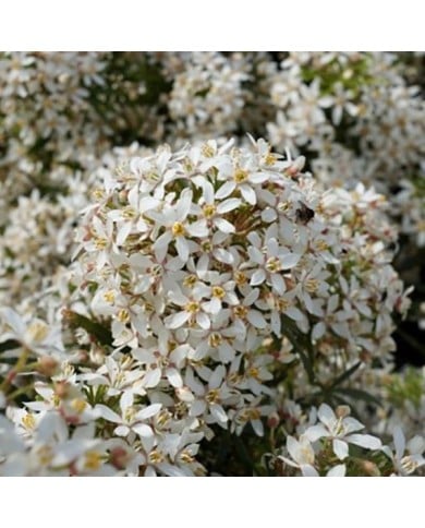Choisya 'White Dazzler' - fleurs (Globe Planter)