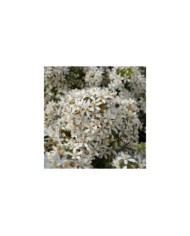 Choisya 'White Dazzler' - fleurs (Globe Planter)