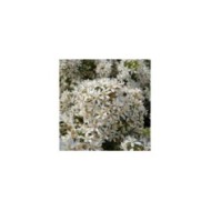Choisya 'White Dazzler' - fleurs (Globe Planter)