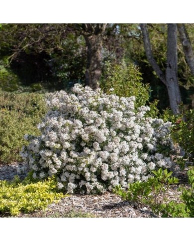 Choisya 'White Dazzler' - arbuste (Globe Planter)