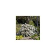 Choisya 'White Dazzler' - arbuste (Globe Planter)