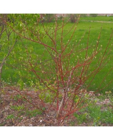 Cornus alba 'Elegantissima'