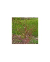 Cornus alba 'Elegantissima'