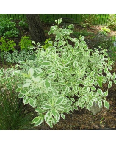 Cornus alba 'Elegantissima' - feuillage