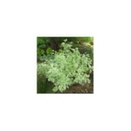 Cornus alba 'Elegantissima' - feuillage
